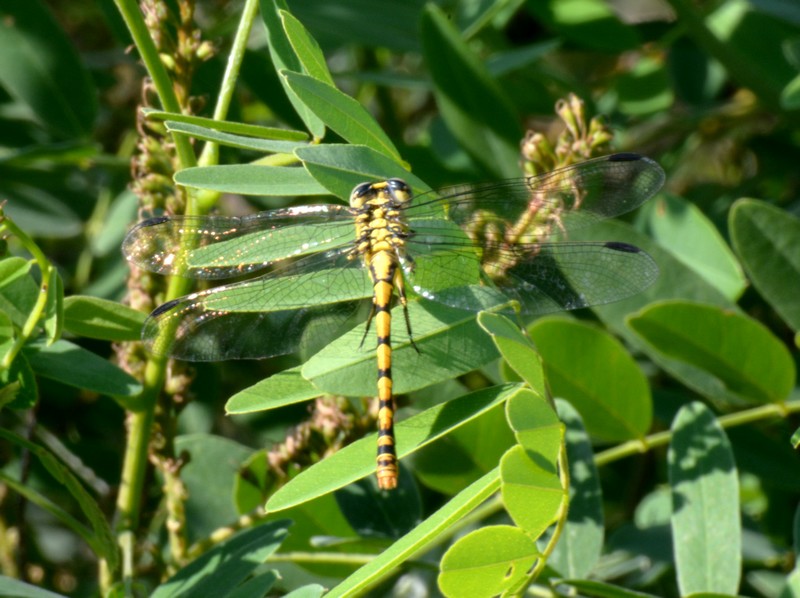 Onychogomphus forcipatus unguiculatus